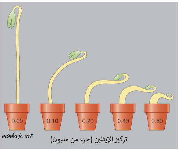 الاستجابة الثلاثية للبادرات الاستجابة الثلاثية للبادرات